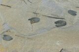 Pennsylvanian Fossil Fern (Macroneuropteris) Plate - Kentucky #181349-1